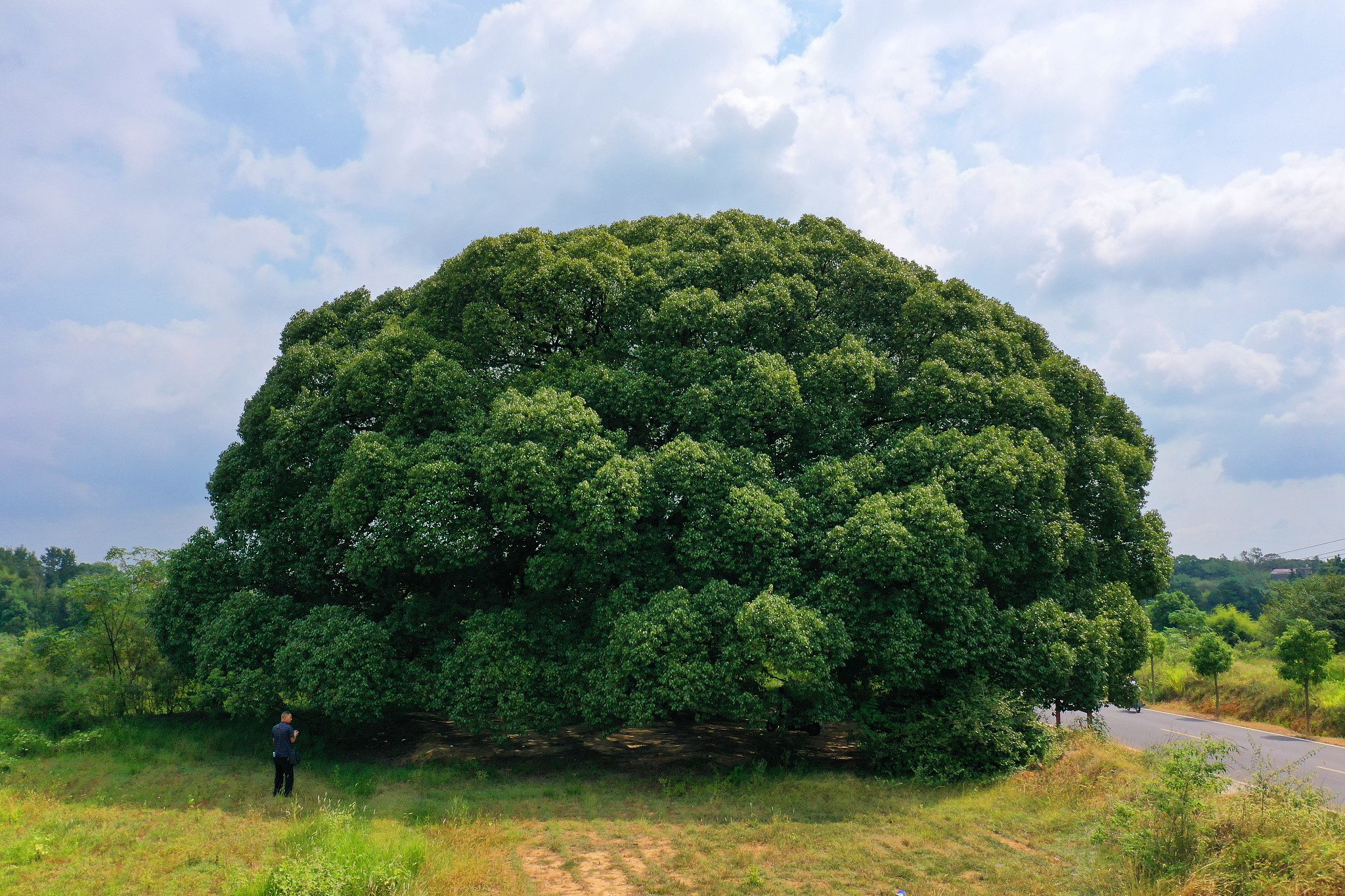 🏛️ 새벽 하늘 누각(교텐로) 이미지 4